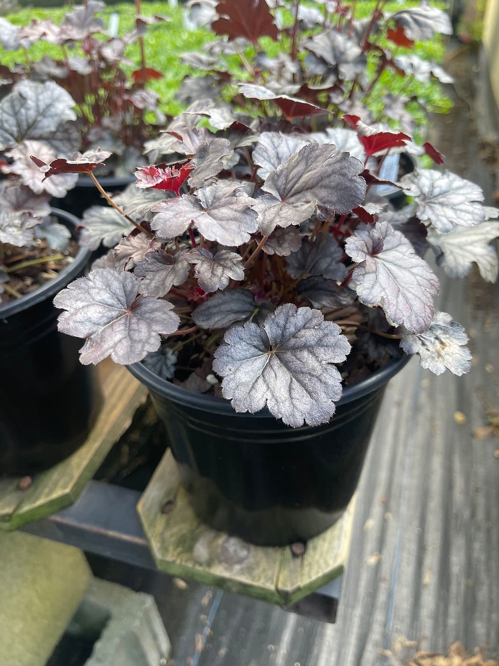 Thumbnail: Heuchera 'Timeless Treasure' - 1 Gallon