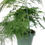Thumbnail: Climbing Asparagus Fern