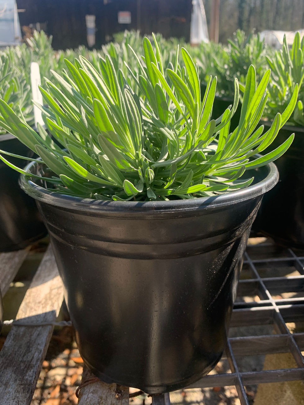 Thumbnail: Lavender 'Provence' Lavundula x intermedia 'Provence'