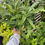 Thumbnail: Medusa Fern - 6"
