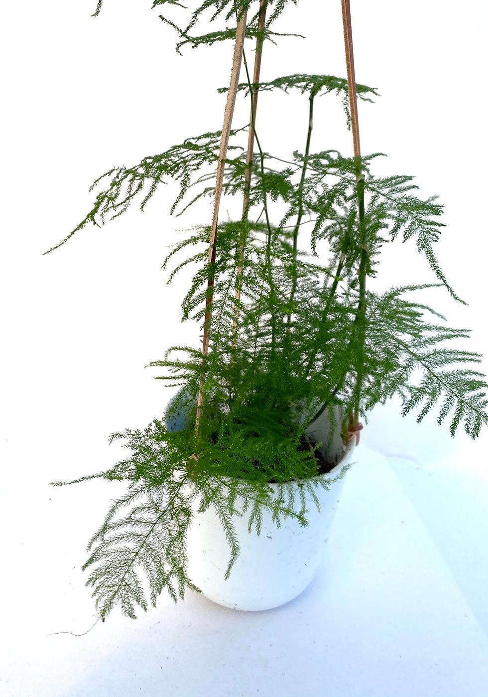 Thumbnail: Climbing Asparagus Fern