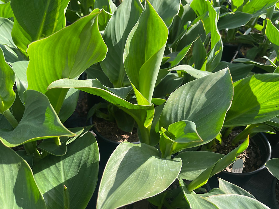 Thumbnail: Canna Cannova Orange Shades - 1 Gallon