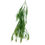 Thumbnail: Rhipsalis Unrooted Cuttings Variety Pack