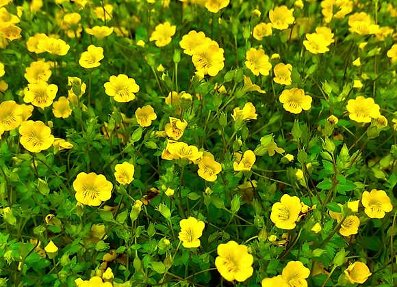 Mecardonia 'GoldDust'