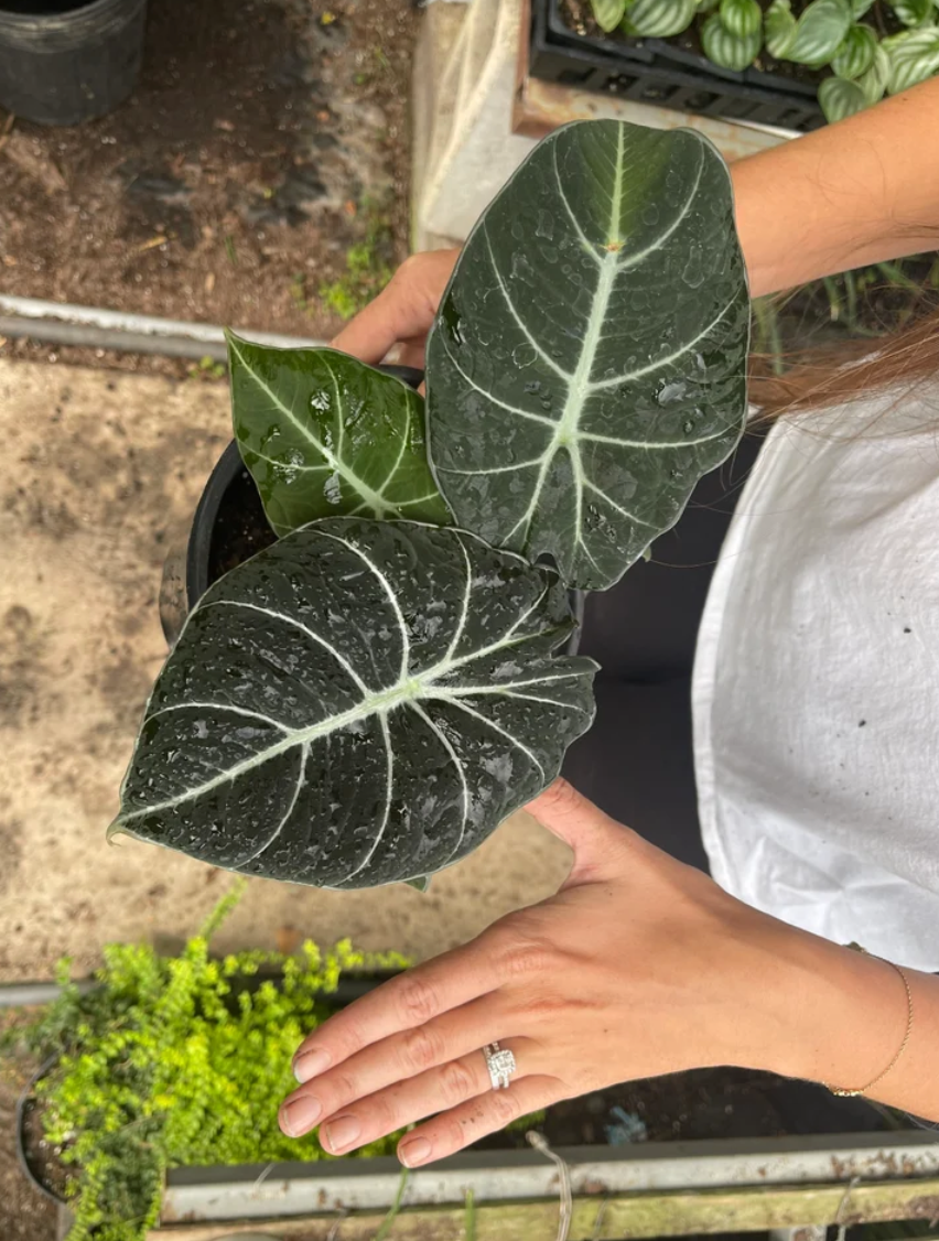 Thumbnail: Alocasia 'Black Velvet'