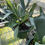 Thumbnail: Staghorn Fern