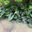 Thumbnail: Asarum delevayi / Asarum nobilissimum