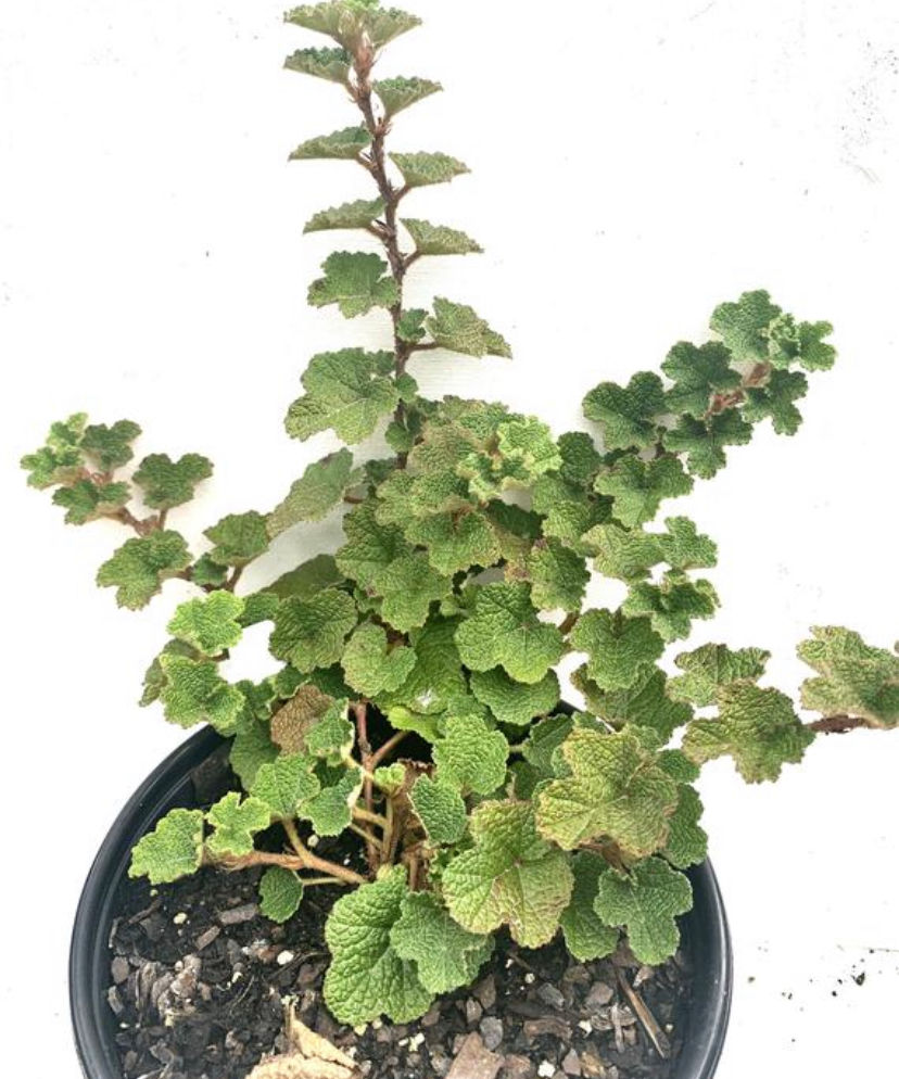 Thumbnail: Creeping Raspberry