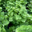 Thumbnail: Pacific Maidenhair Fern - 4” or 6"