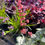 Thumbnail: Heuchera 'Berry Timeless' - 1 Gallon