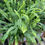 Thumbnail: Medusa Fern - 6"