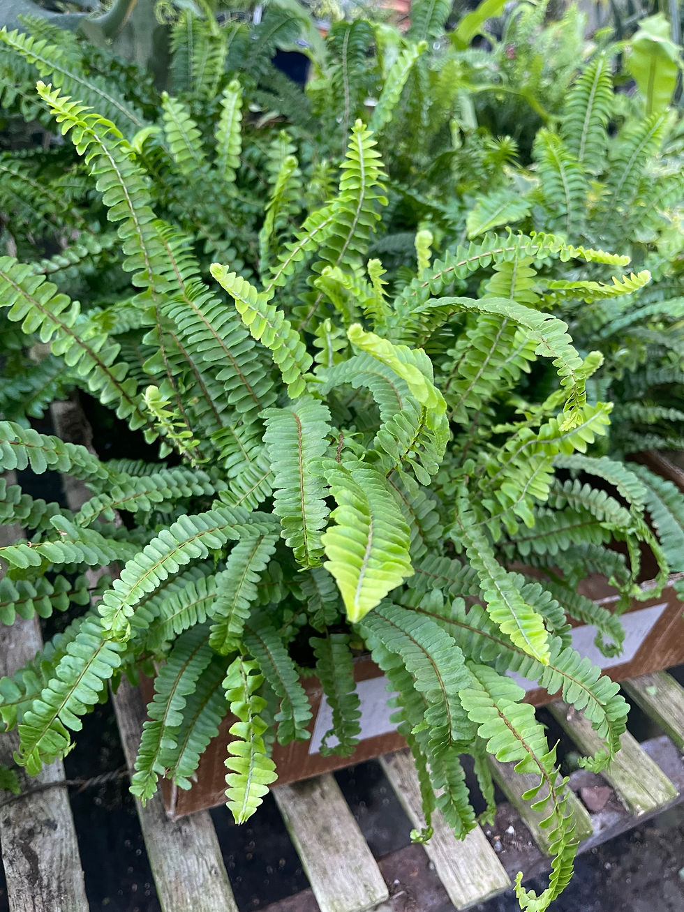 Thumbnail: Medusa Fern - 6"