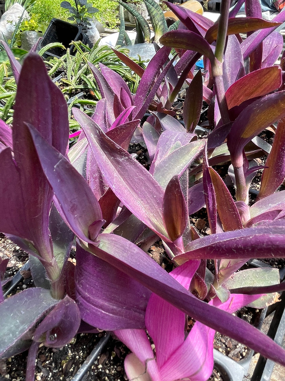 Thumbnail: Setcreasea (Purple Heart) - 3.5" Pack of 3 Plants