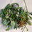 Thumbnail: 10 Assorted Succulent Cuttings