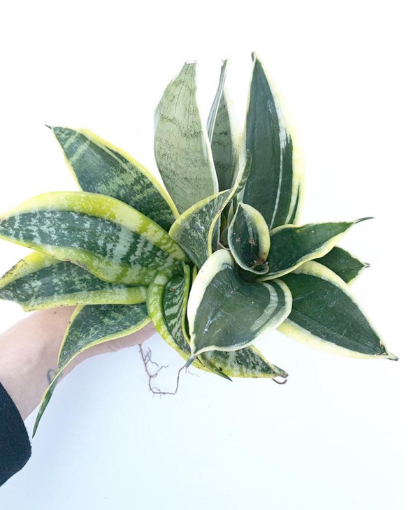 Thumbnail: 3 Varieties of Sansevieria Starter Pack
