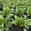Thumbnail: Rumex sanguineus