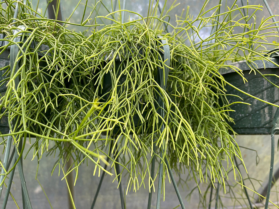 Thumbnail: Rhipsalis campos portoana