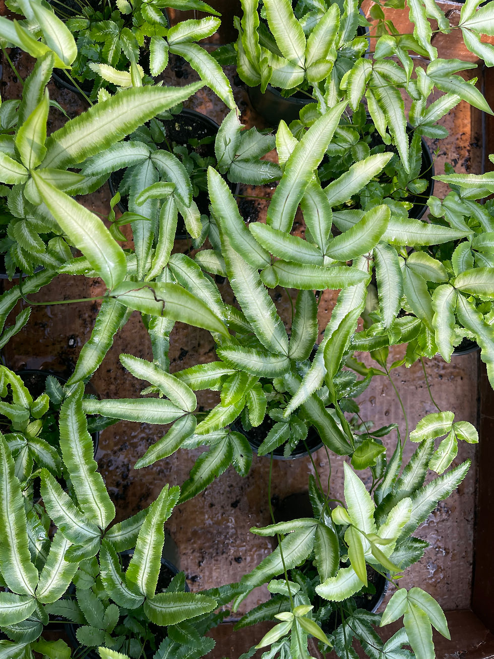 Thumbnail: Pteris 'Silver Ribbon' Fern - 4"