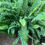 Thumbnail: Medusa Fern - 6"