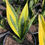 Thumbnail: Sansevieria 'Gold Flame'