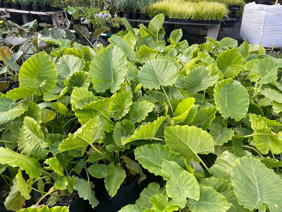 Thumbnail: Alocasia odora - 3 Gallon