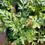Thumbnail: Pteris 'Silver Brake' Fern - 4"