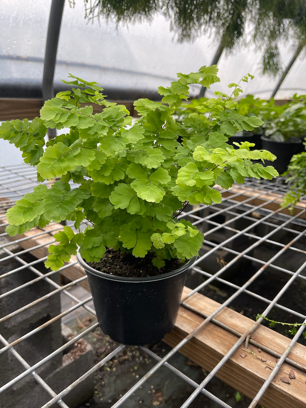 Thumbnail: Pacific Maidenhair Fern - 4” or 6"