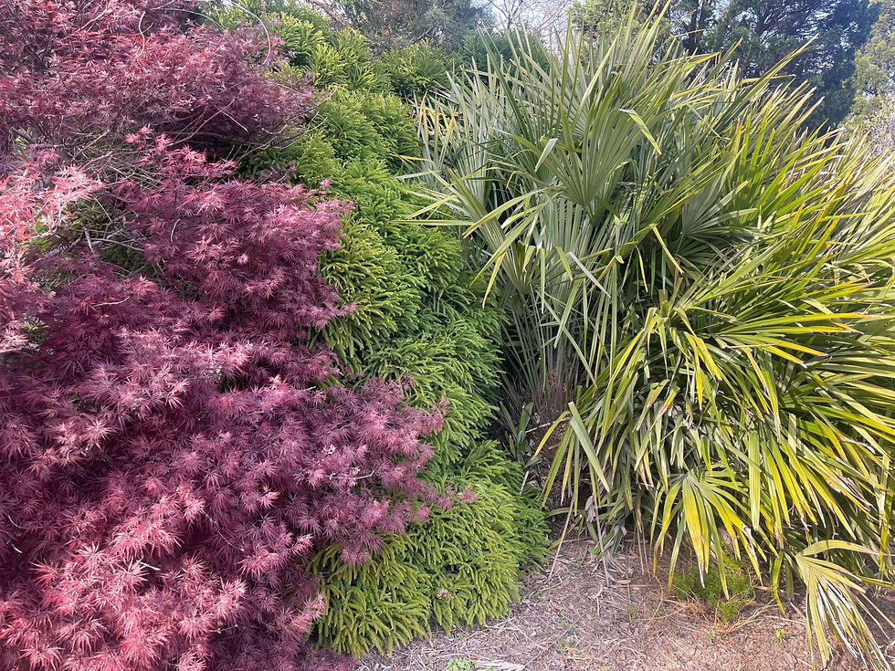 Thumbnail: Cryptomeria japonica 'Globosa Nana'