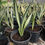 Thumbnail: Sansevieria 'Margarita Magic'