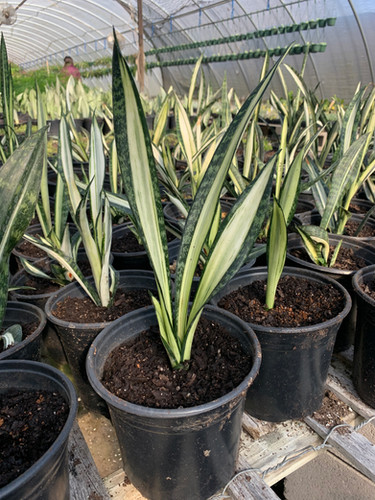 Sansevieria 'Margarita Magic' | Horticult