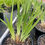 Thumbnail: Iris ensata 'Lion King'