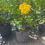 Thumbnail: Hibiscus Bush, Yellow Flower - 3 Gallon