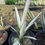 Thumbnail: Sansevieria 'Margarita Magic'