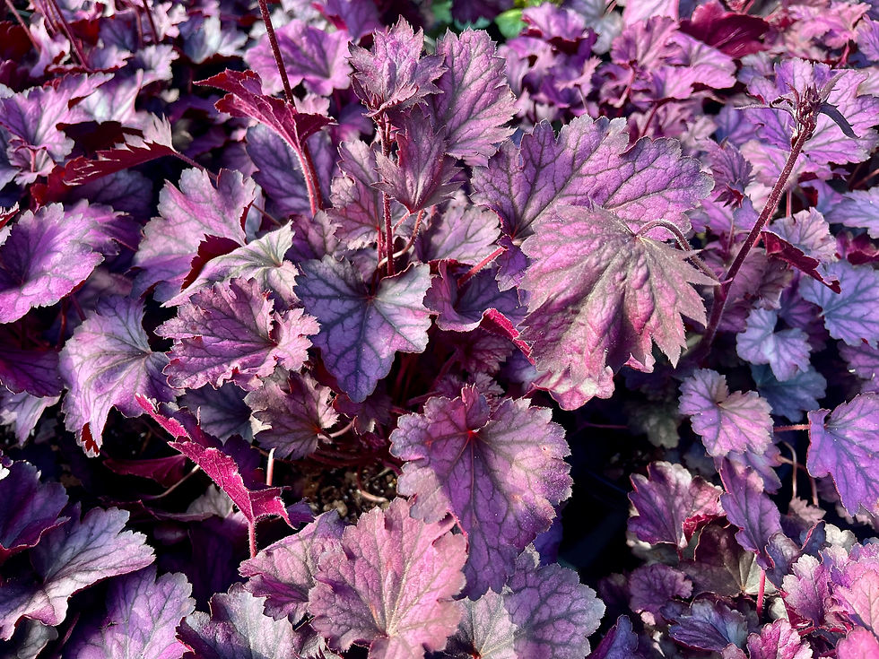 Thumbnail: Heuchera Carnival Rose Granita - 1 Gallon