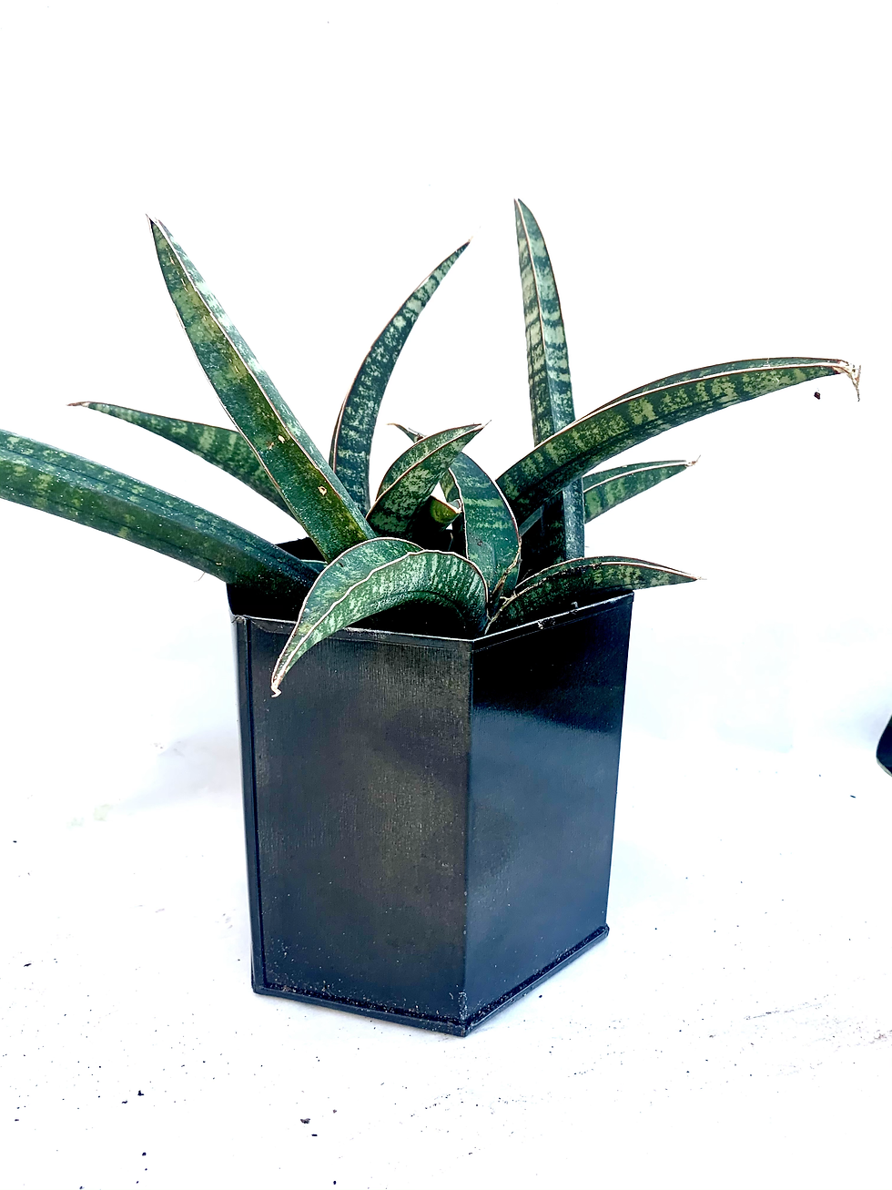 Thumbnail: Sansevieria fischeri