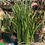 Thumbnail: Sansevieria Dwarf Canaliculata