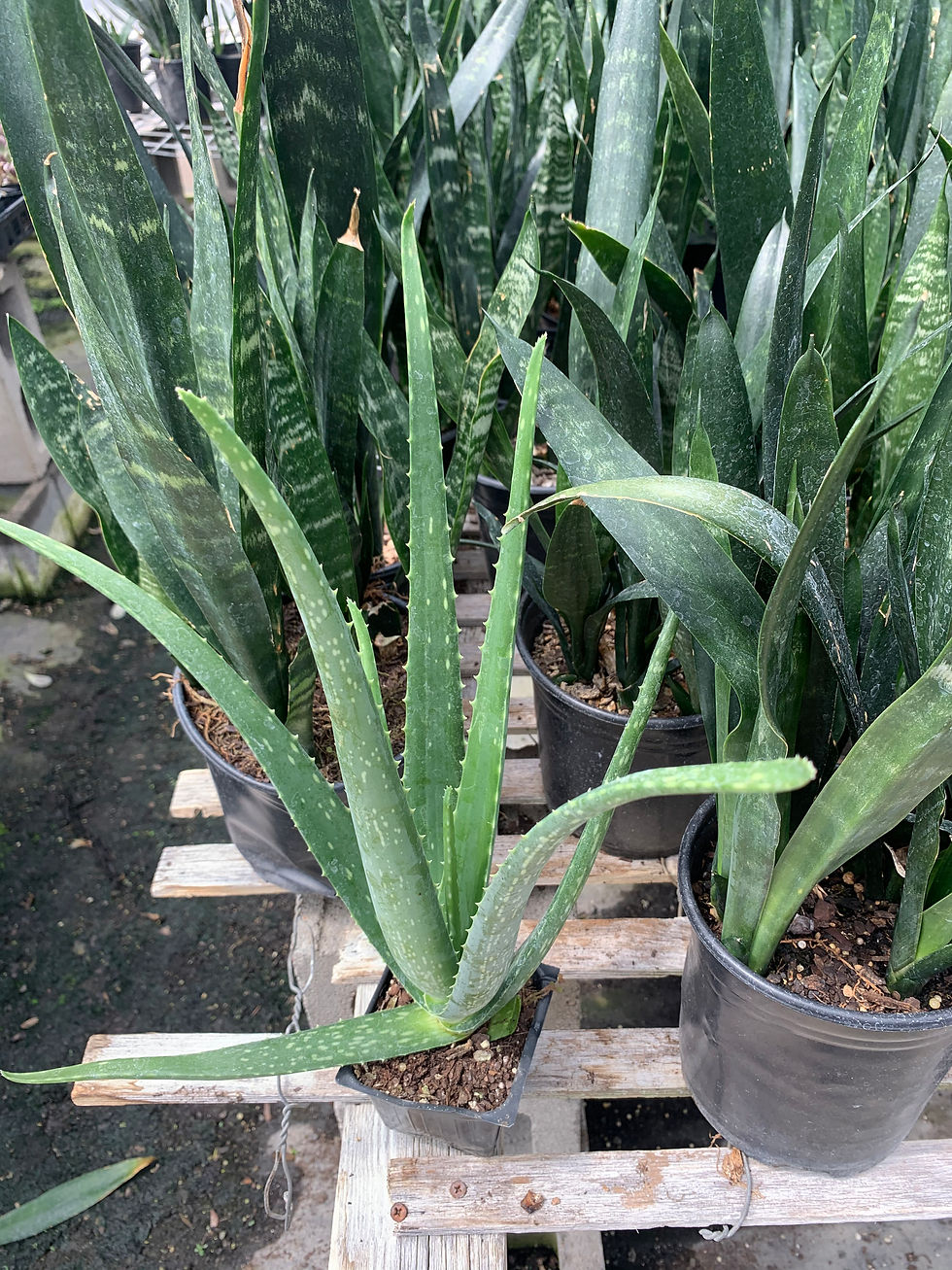 Thumbnail: Aloe vera barbadensis