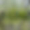 Thumbnail: Rhipsalis campos portoana
