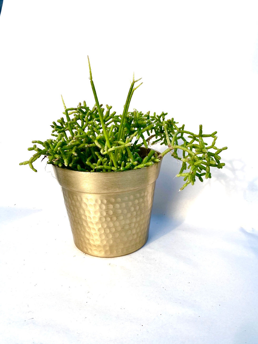 Thumbnail: Rhipsalis cereuscula