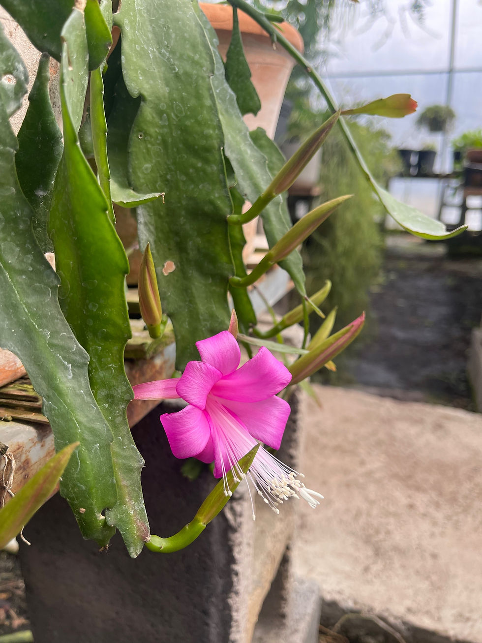 Thumbnail: Disocactus nelsonii