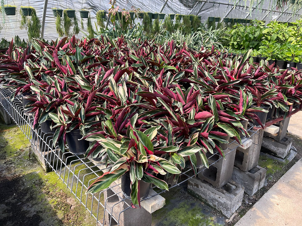 Thumbnail: Stromanthes sanguinea 'Prayer Plant'