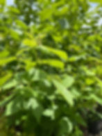 Thumbnail: Rubus ‘ItSaul Summer’ Everbearing Raspberry