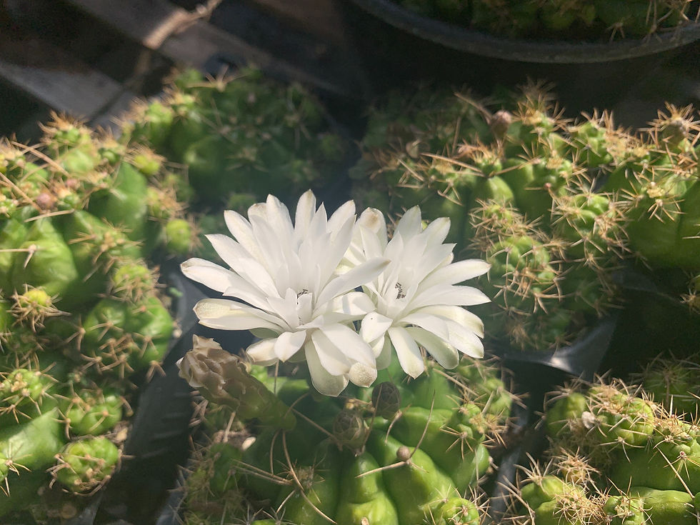 Thumbnail: Gymnocalycium anisitsii