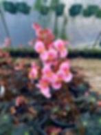 Thumbnail: Begonia Rex 'Black Velvet'