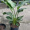 Thumbnail: White Bird of Paradise