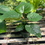 Thumbnail: Ficus umbellata - 6”