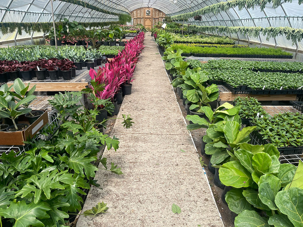 Thumbnail: Fiddle Leaf Fig - 2.5'; 3 Gallon