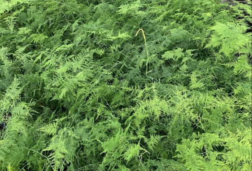 Thumbnail: Climbing Asparagus Fern