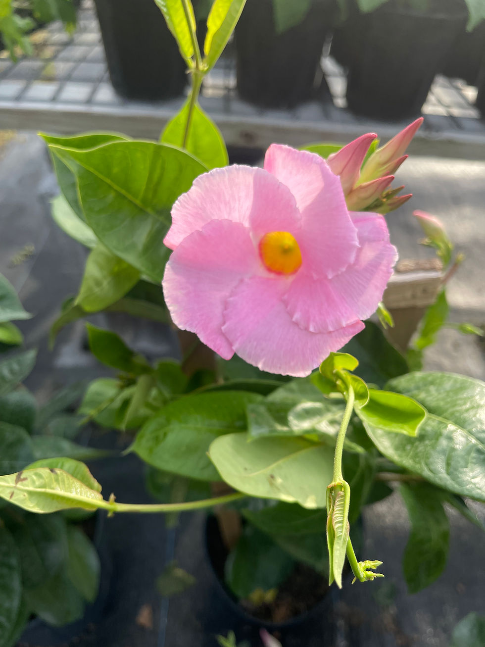 Thumbnail: Pink Mandevilla - 3 Gallon; Trellis