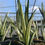 Thumbnail: Sansevieria 'Margarita Magic'